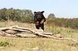 ROTTWEILER 146